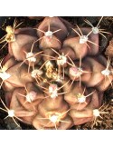 GYMNOCALYCIUM mihanovichii v. filadelfiense