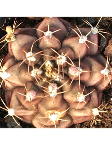 GYMNOCALYCIUM mihanovichii v. filadelfiense