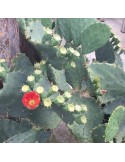 OPUNTIA lindheimeri