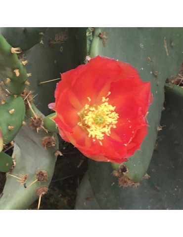 OPUNTIA lindheimeri