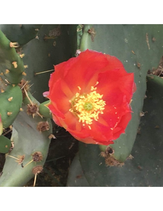 OPUNTIA lindheimeri