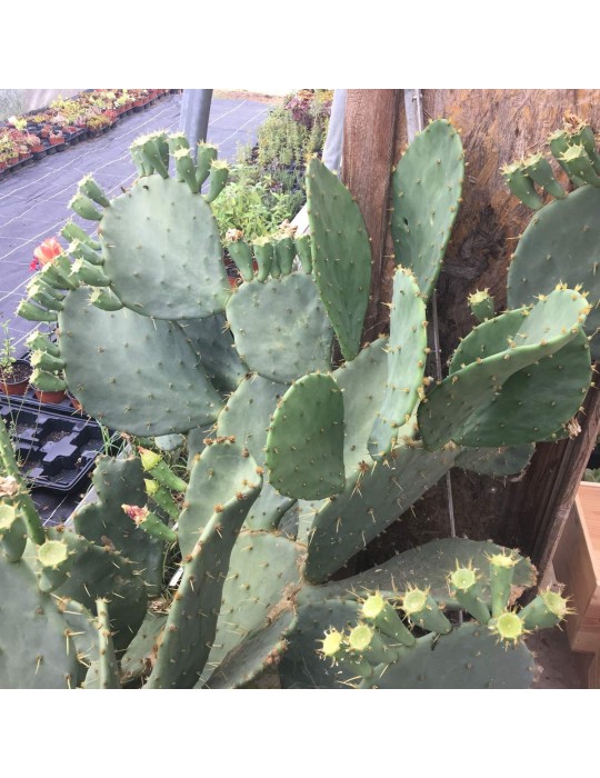 OPUNTIA lindheimeri