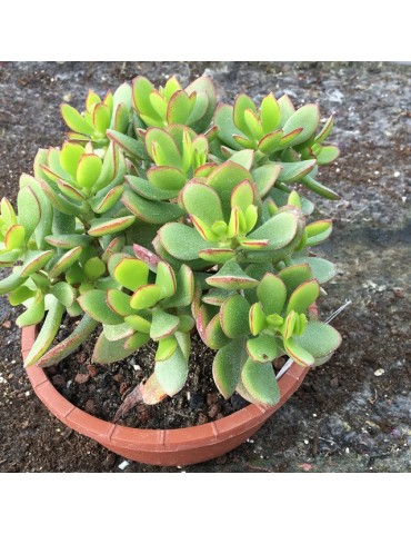 Coupe succulente 16 cm