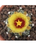 ASTROPHYTUM capricorne x asterias