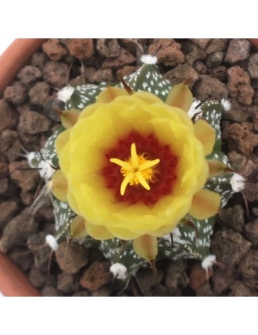 ASTROPHYTUM capricorne x asterias 2