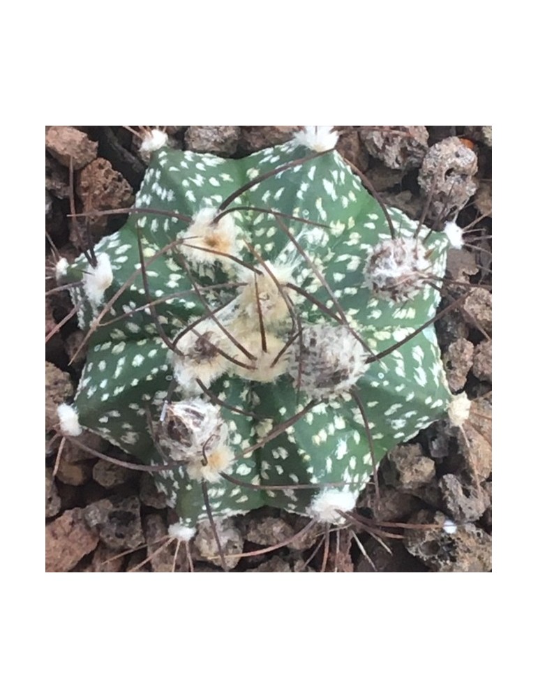 ASTROPHYTUM capricorne x asterias