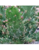 OPUNTIA monacantha v.variegata