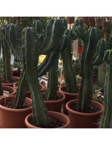 MYRTILLOCACTUS geometrizans 2