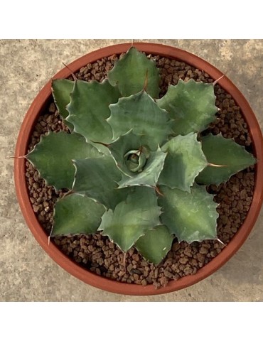 AGAVE potatorum