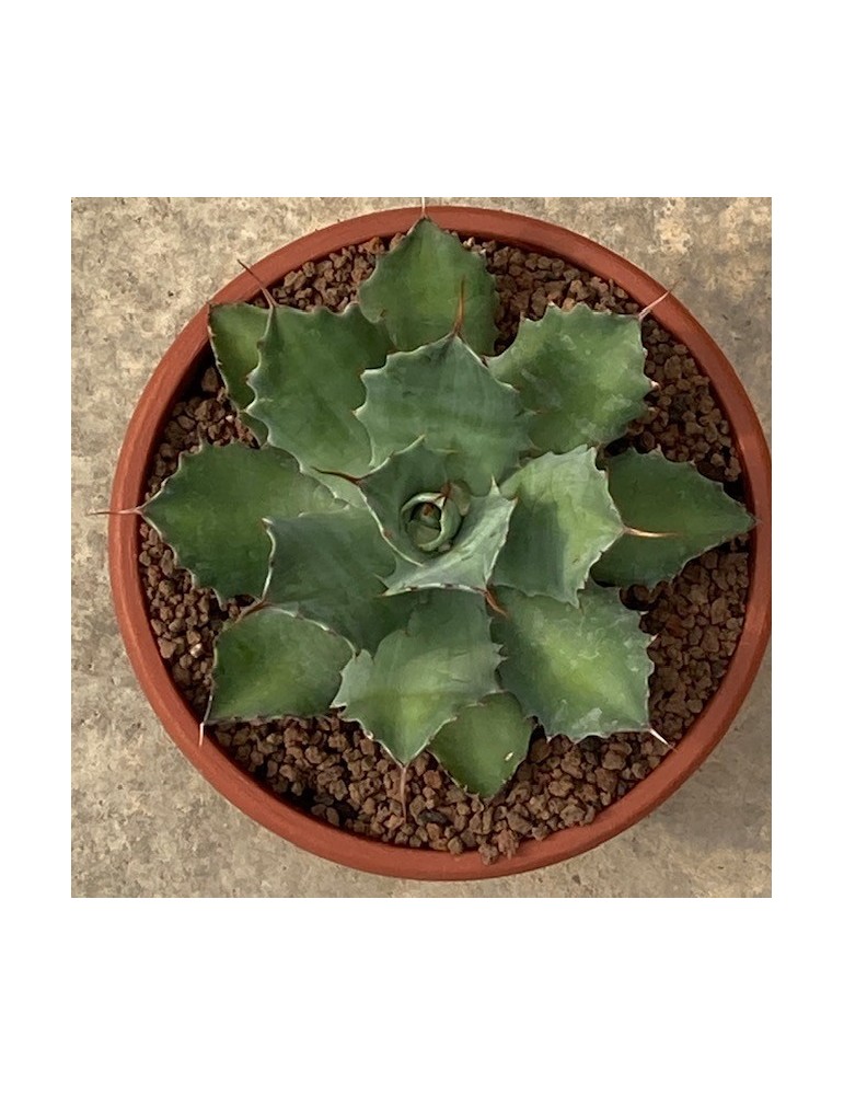 AGAVE potatorum