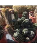 TRICHOCEREUS schickendantzii