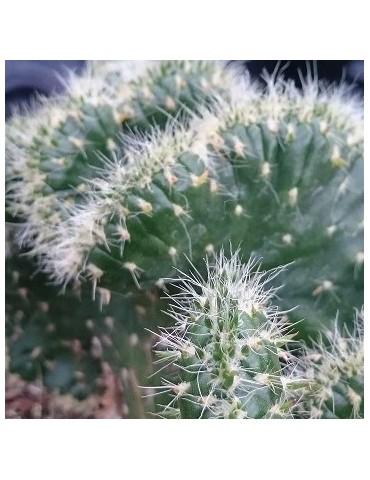 AUSTROCYLINDROPUNTIA cylindrica f. cristata