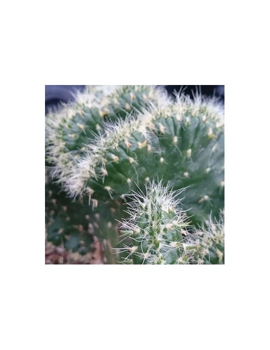 AUSTROCYLINDROPUNTIA cylindrica f. cristata