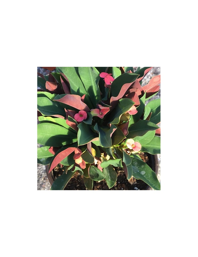 EUPHORBIA milii