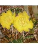 OPUNTIA sulfurea
