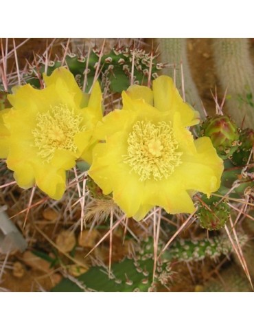 OPUNTIA sulfurea