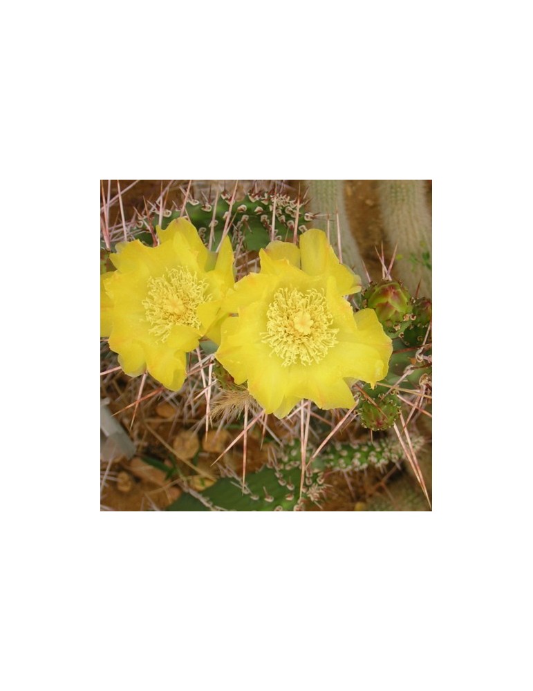 OPUNTIA sulfurea