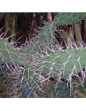 OPUNTIA sulfurea