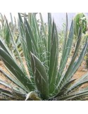 AGAVE filifera