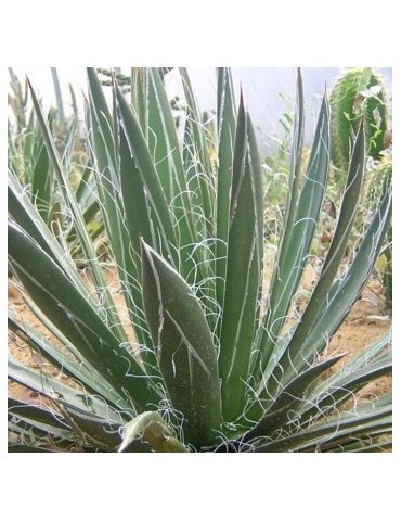 AGAVE schidigera v. white stripe