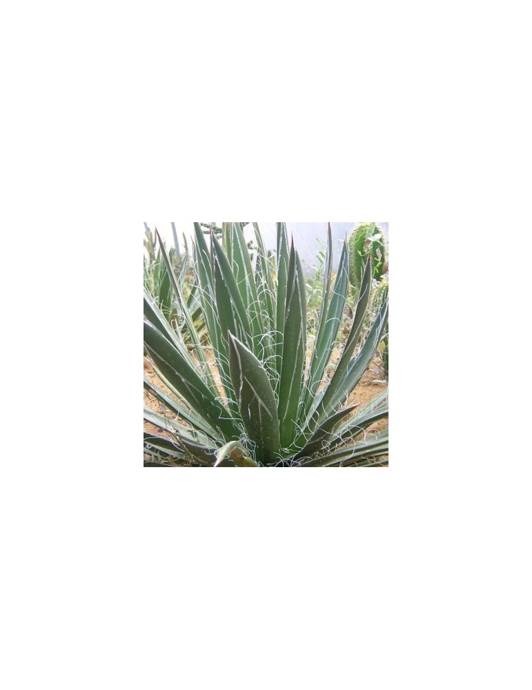 AGAVE filifera