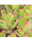 CRASSULA ovata