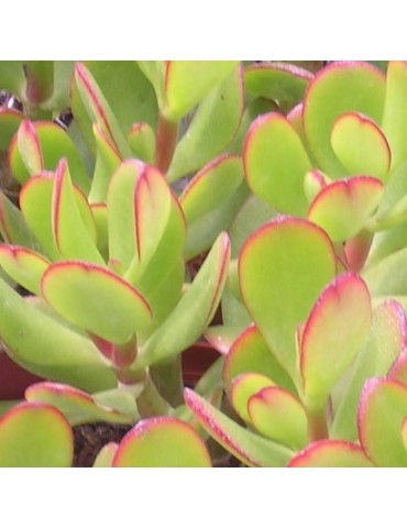 CRASSULA ovata