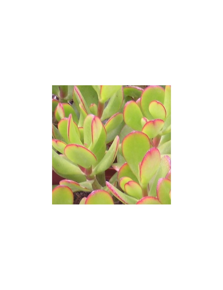 CRASSULA ovata