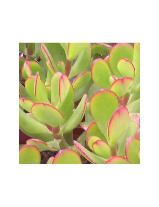 CRASSULA ovata CRASSULA ovata