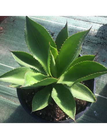 AGAVE celsii