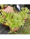 SEDUM spectabile Brillant