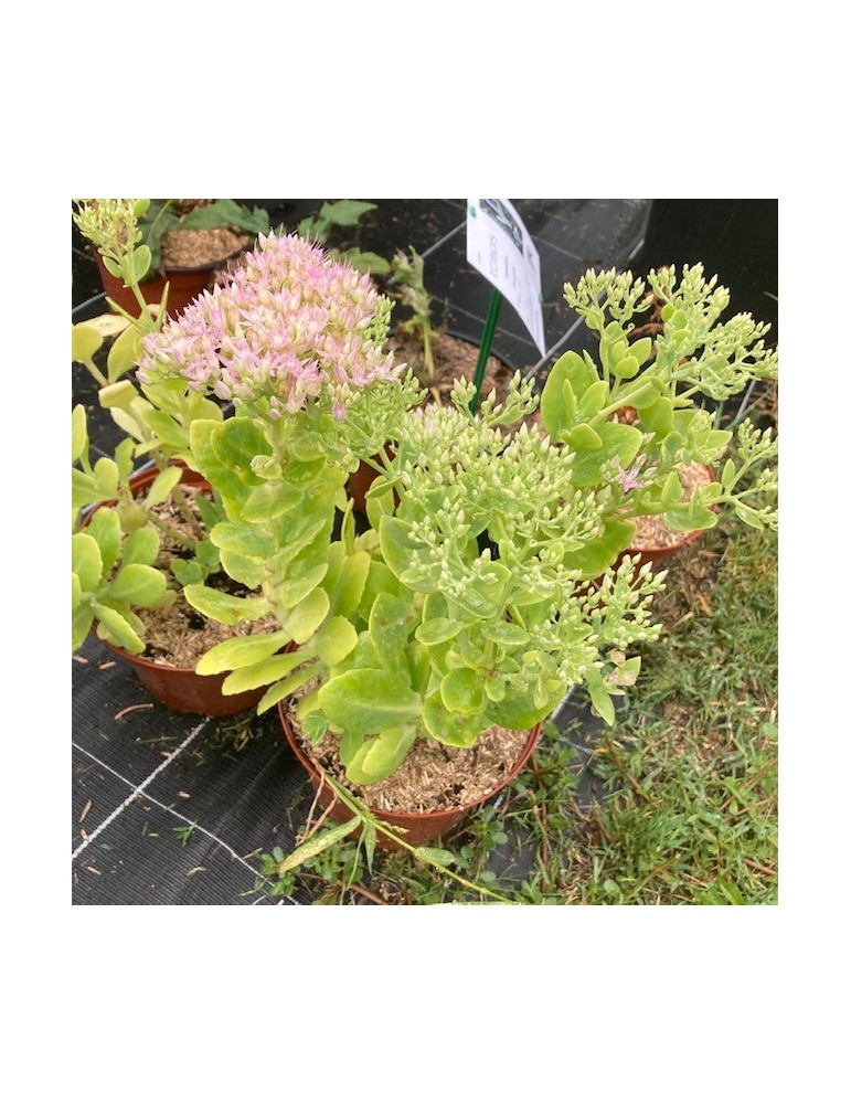 SEDUM spectabile Brillant