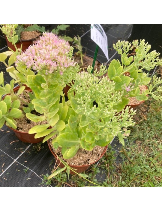 SEDUM spectabile Brillant