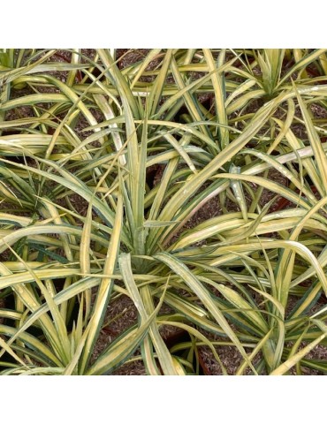 YUCCA filamentosa cv banana split