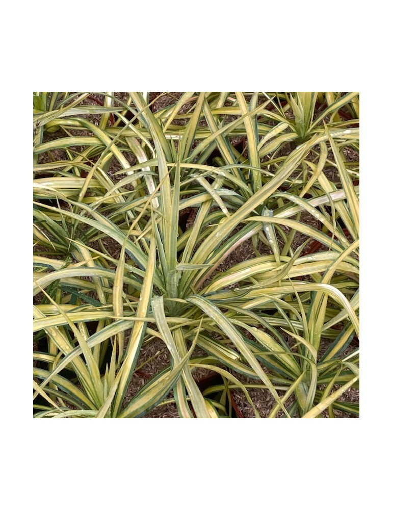 YUCCA filamentosa cv ivory towers