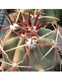 FEROCACTUS rectispinus