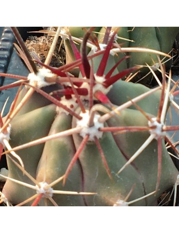 FEROCACTUS rectispinus