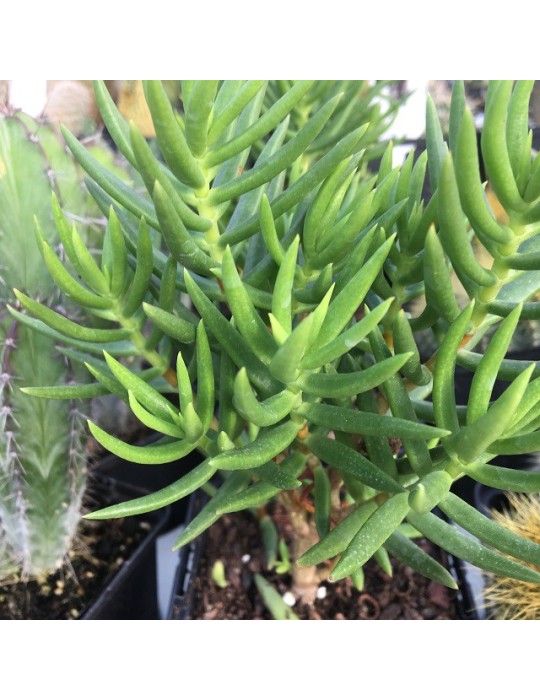 CRASSULA tetragona CRASSULA tetragona