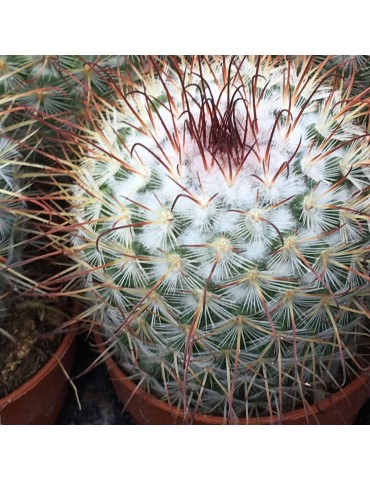 MAMMILLARIA bombycina