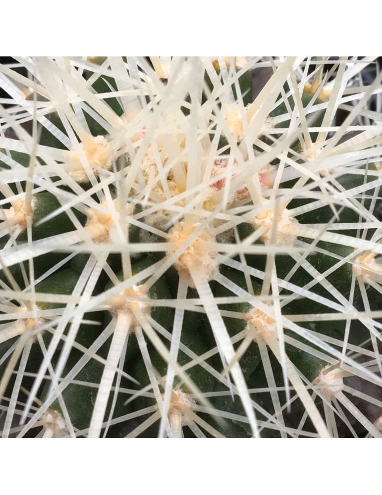 ECHINOCACTUS grusonii v. albispina