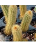 ARTHOCEREUS rondonianus