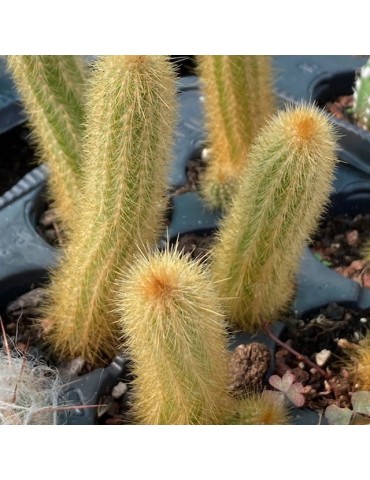 ARTHROCEREUS rondonianus