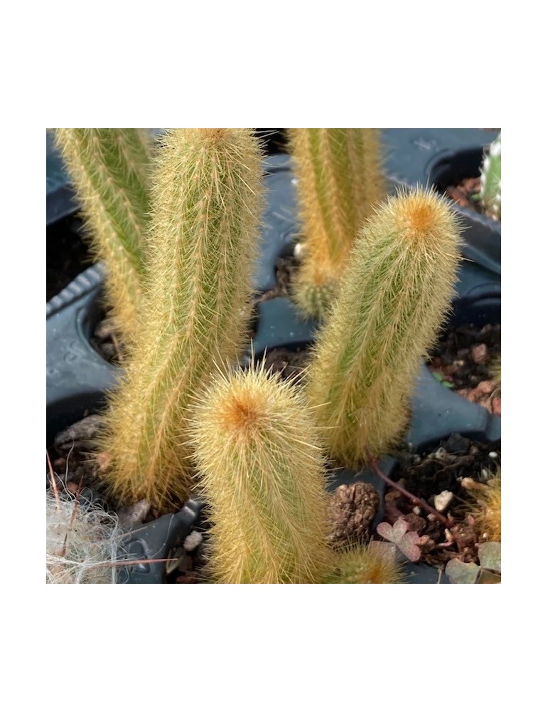 ARTHOCEREUS rondonianus