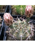 GYMNOCALYCIUM damsii