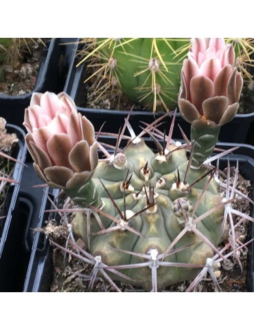 GYMNOCALYCIUM saglionis