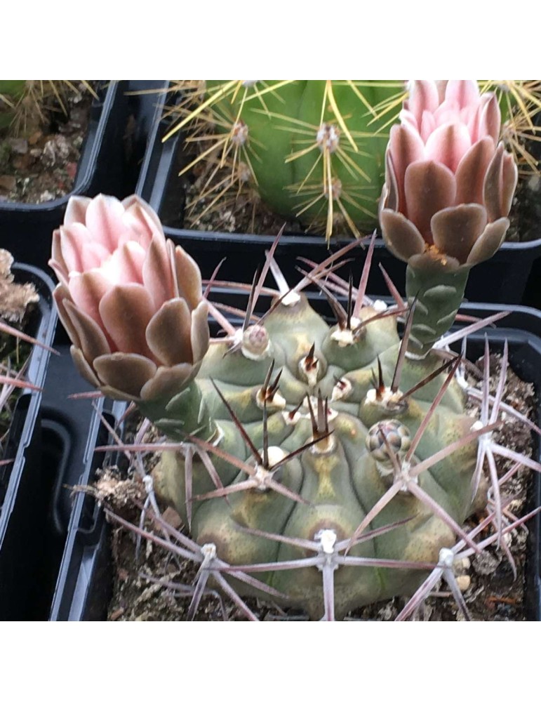 GYMNOCALYCIUM damsii