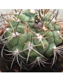 GYMNOCALYCIUM damsii