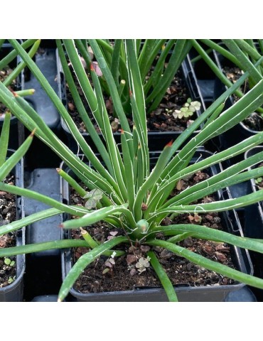 AGAVE geminiflora