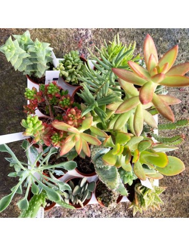 Pack 10 plantes succulentes