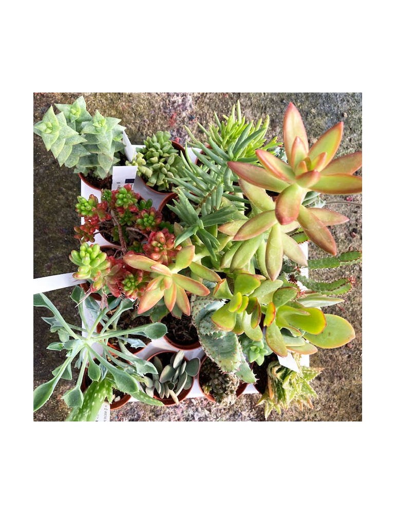 LOT DE 10 PLANTES SUCCULENTES